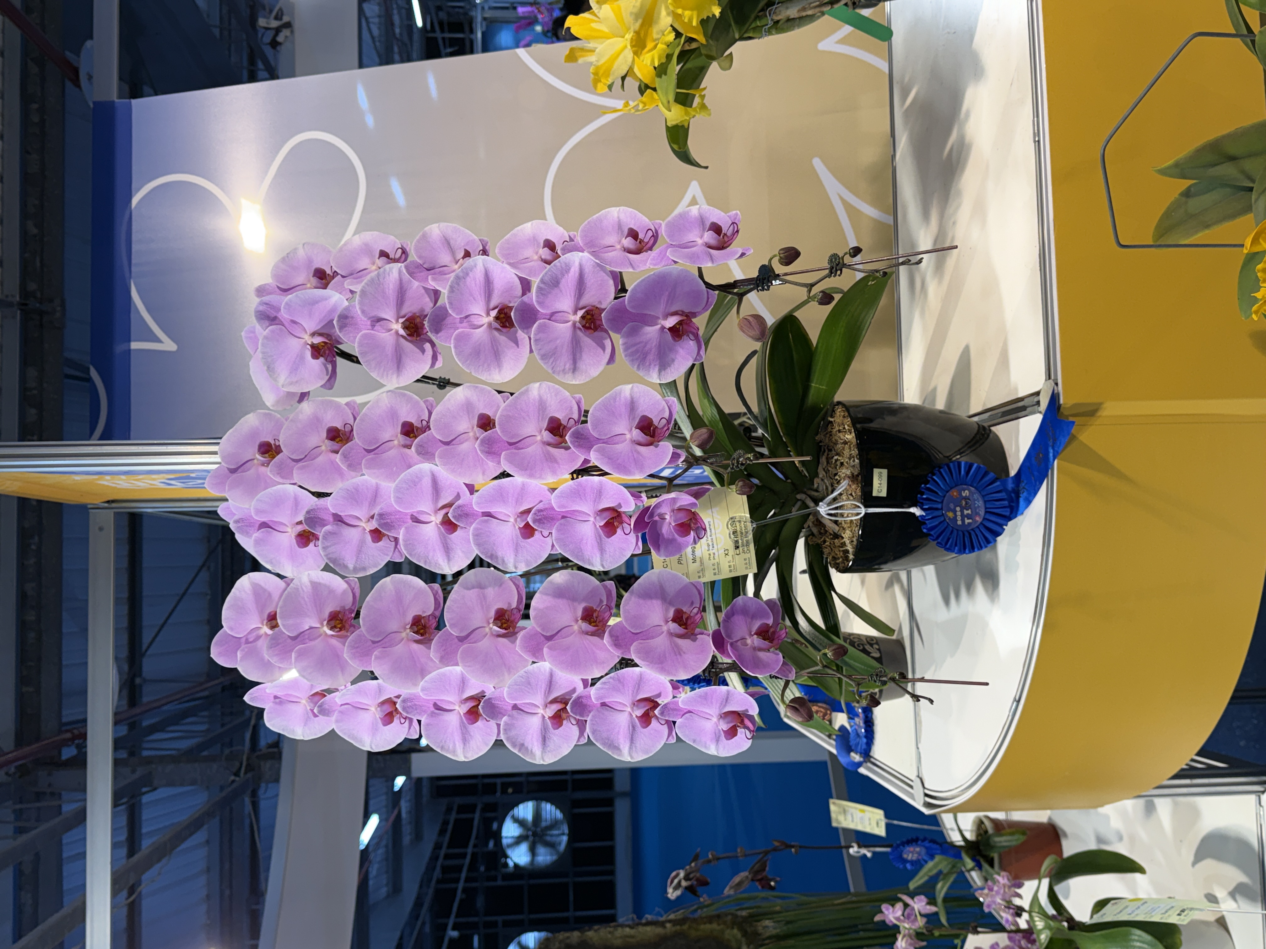 台湾国際蘭展 1位受賞 大輪ピンク胡蝶蘭 キャサリン