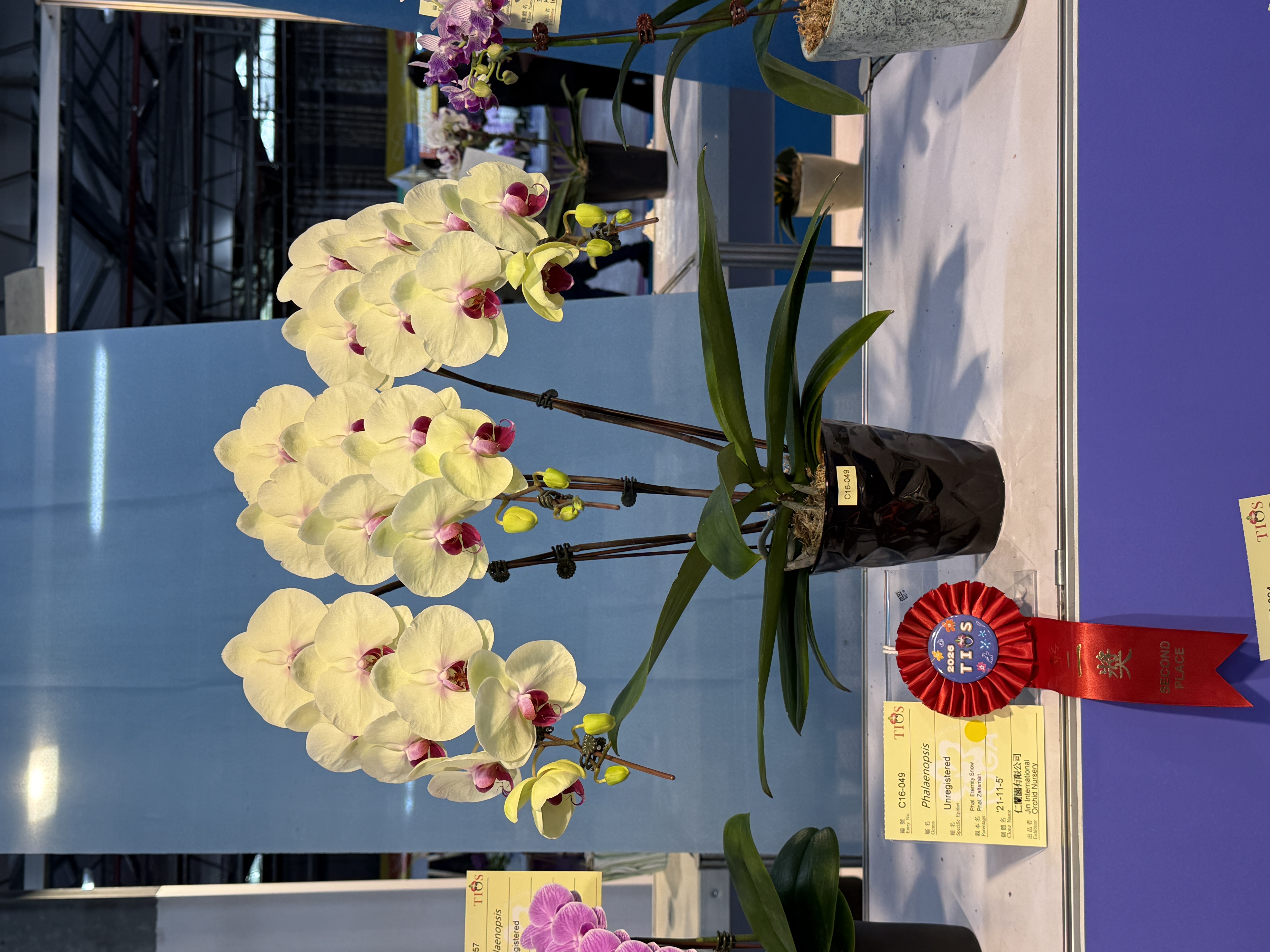 台湾国際蘭展 2位受賞 ハニーレモン