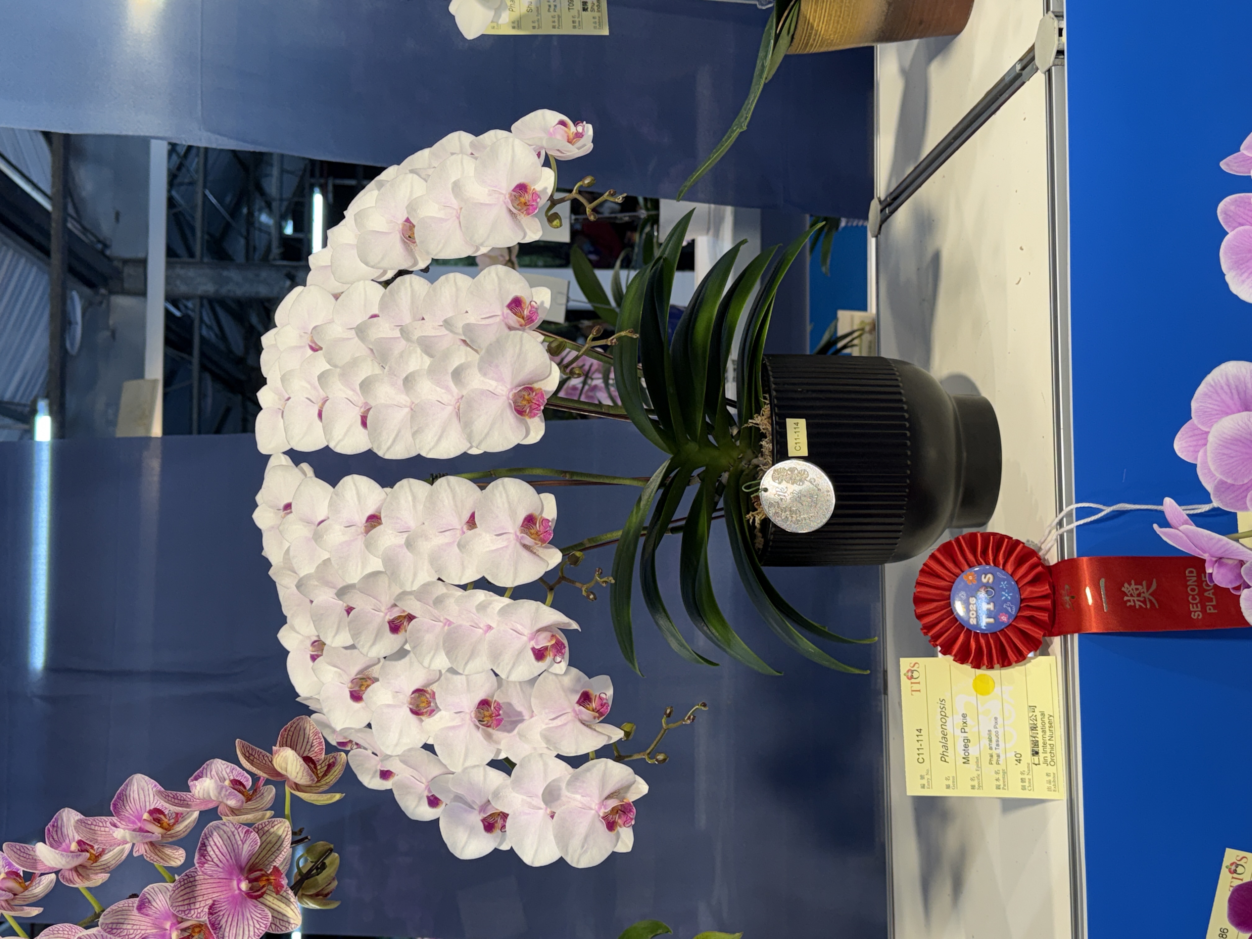 台湾国際蘭展 2位 シルバーメダル受賞 ミディ胡蝶蘭ジュリア