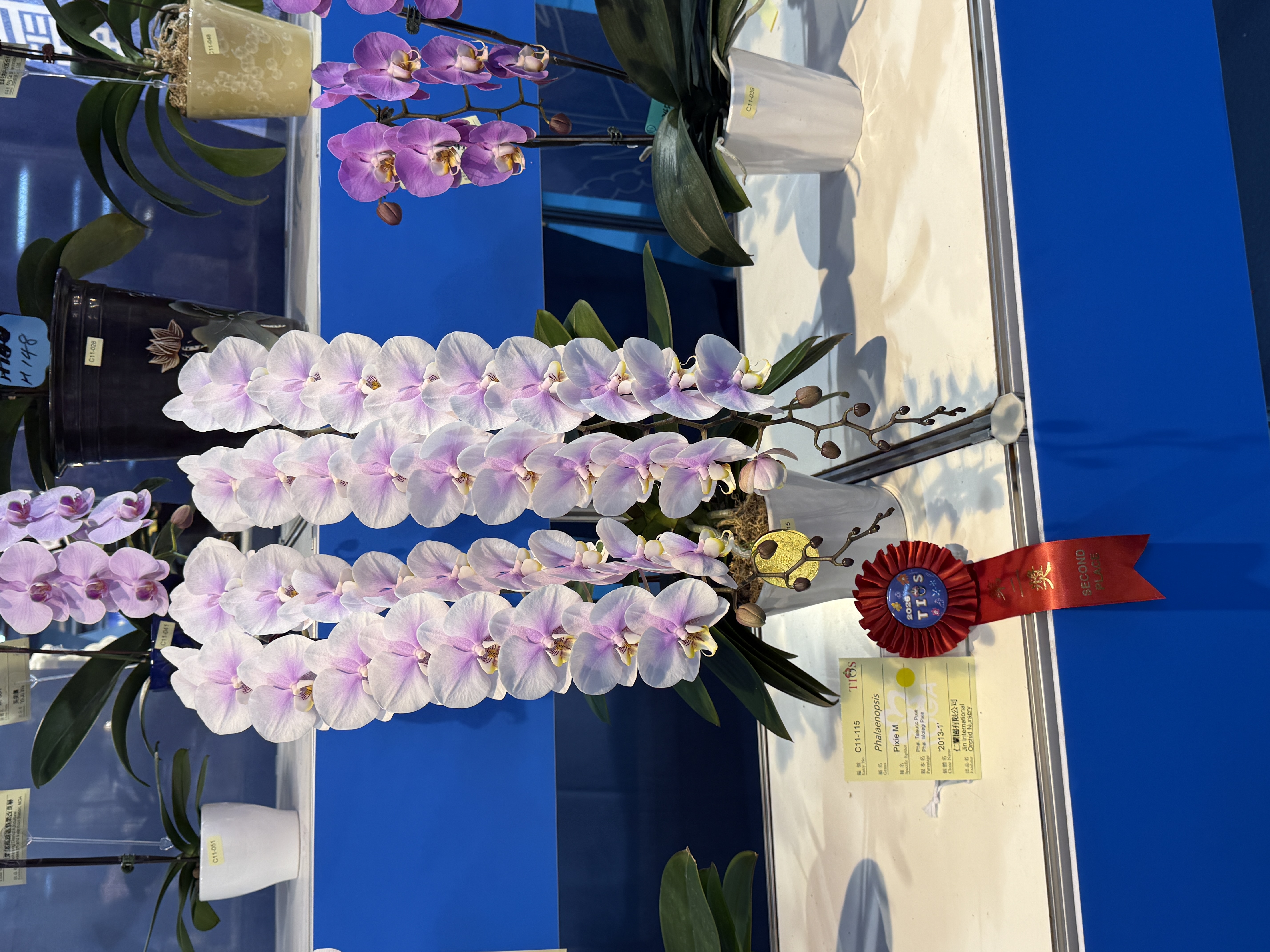 台湾国際蘭展 2位 ゴールドメダル受賞 ミディ胡蝶蘭ルーパン