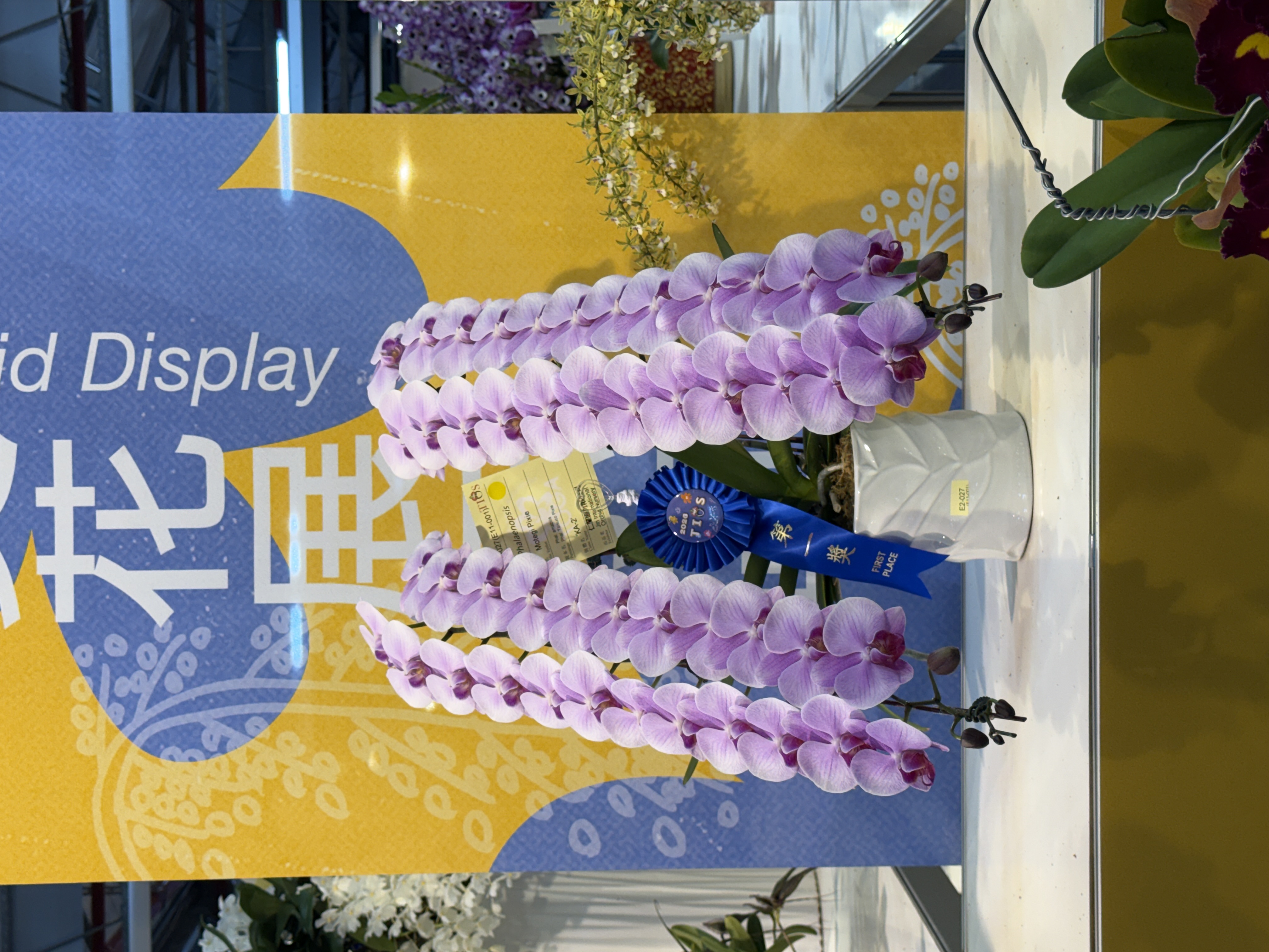 台湾国際蘭展 1位受賞 ミディ胡蝶蘭ロゼリア