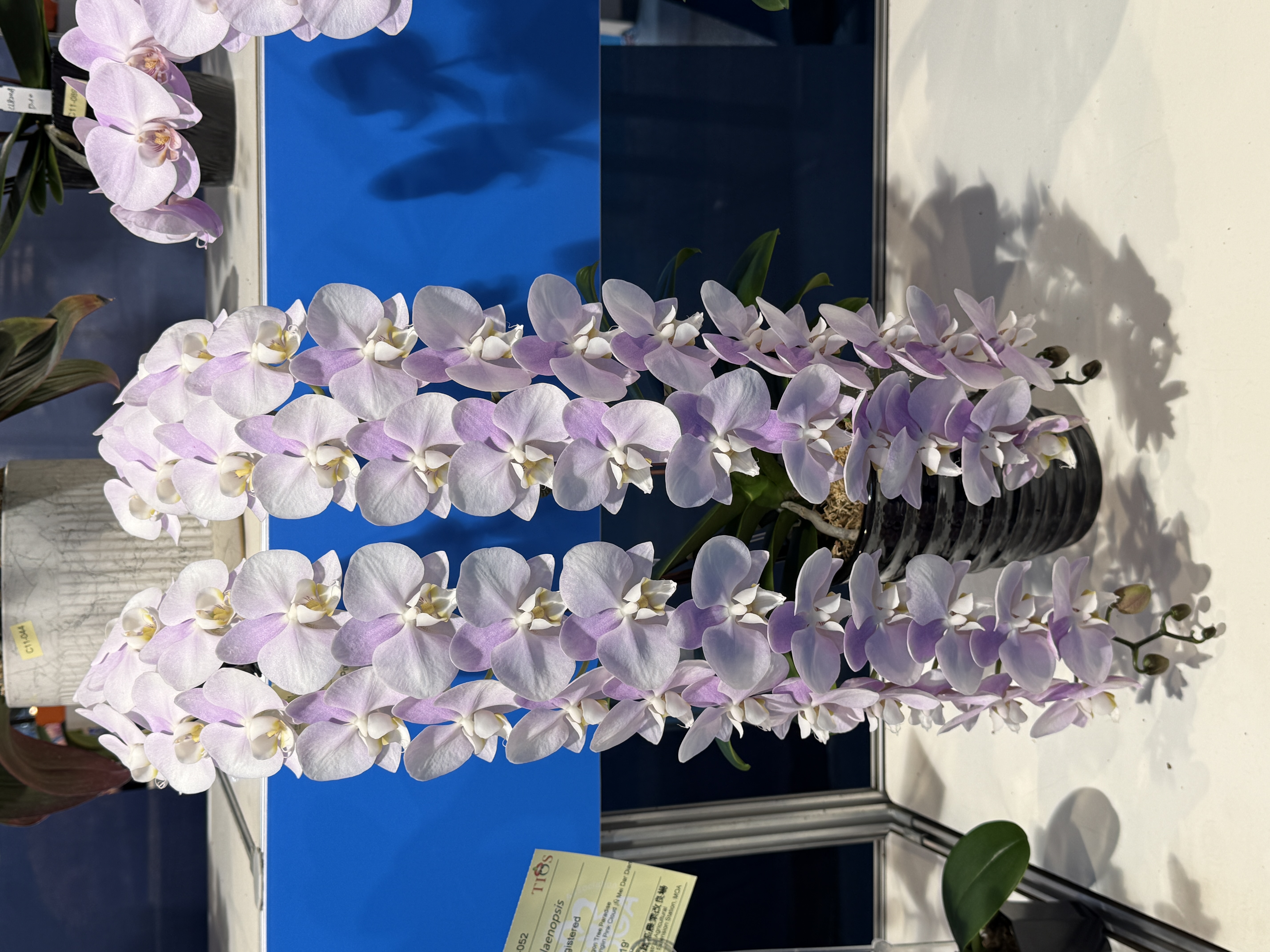 台湾国際蘭展 シルバーメダル受賞 ミディ胡蝶蘭セレーナ