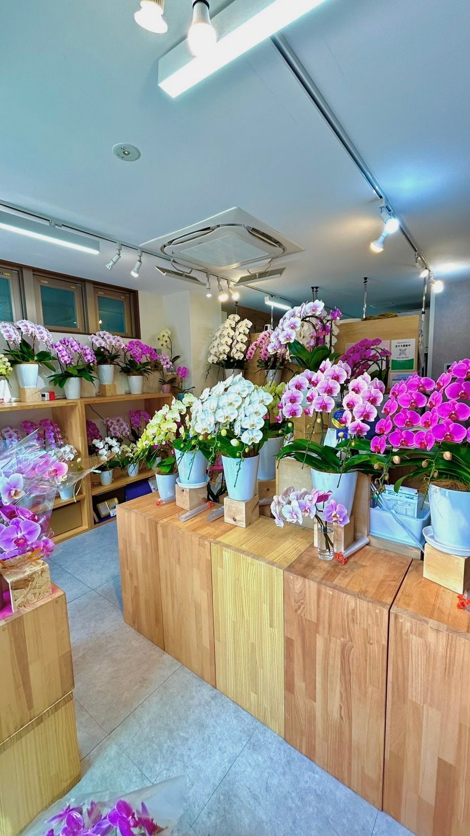 胡蝶蘭専門店EFLA 店内