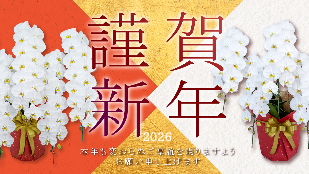EFLA（エフラ）謹賀新年胡蝶蘭ギフトのご案内