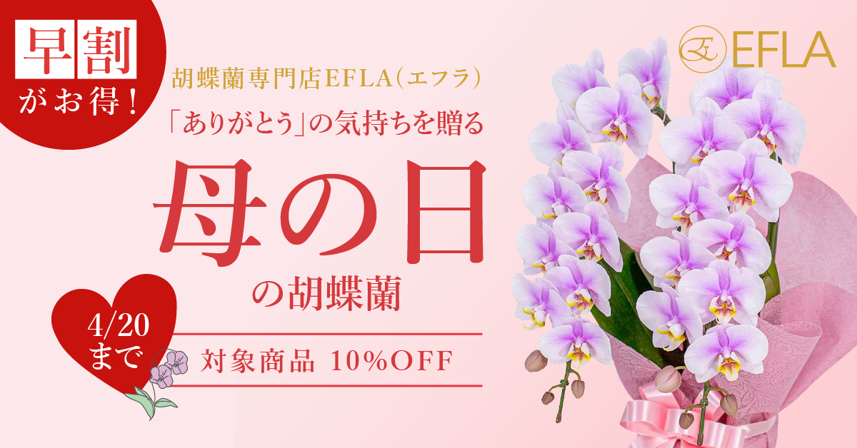 母の日におすすめのミディ胡蝶蘭｜お茶の水の胡蝶蘭専門店EFLA