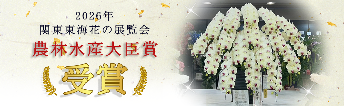 ミディ胡蝶蘭ハニーレモン モテギ洋蘭園 2026年関東東海花の展覧会 農林水産大臣賞受賞