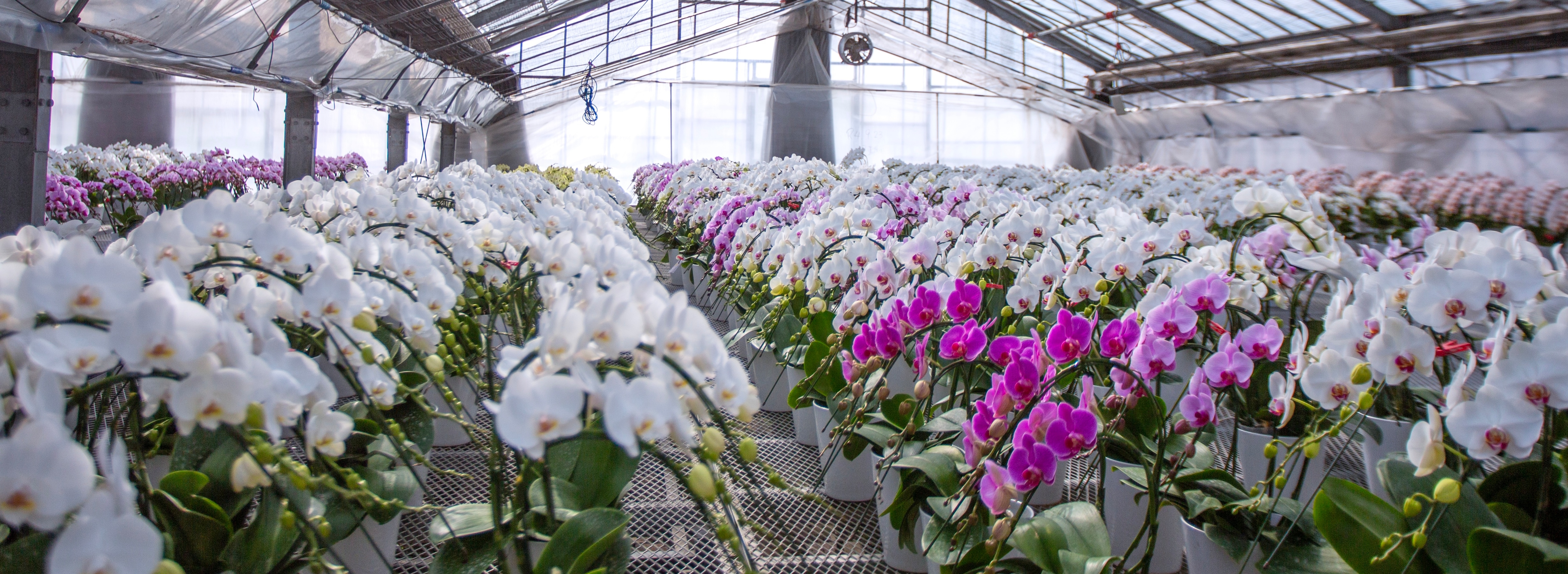 就任祝いに人気の大輪白胡蝶蘭｜東京都内配送対応