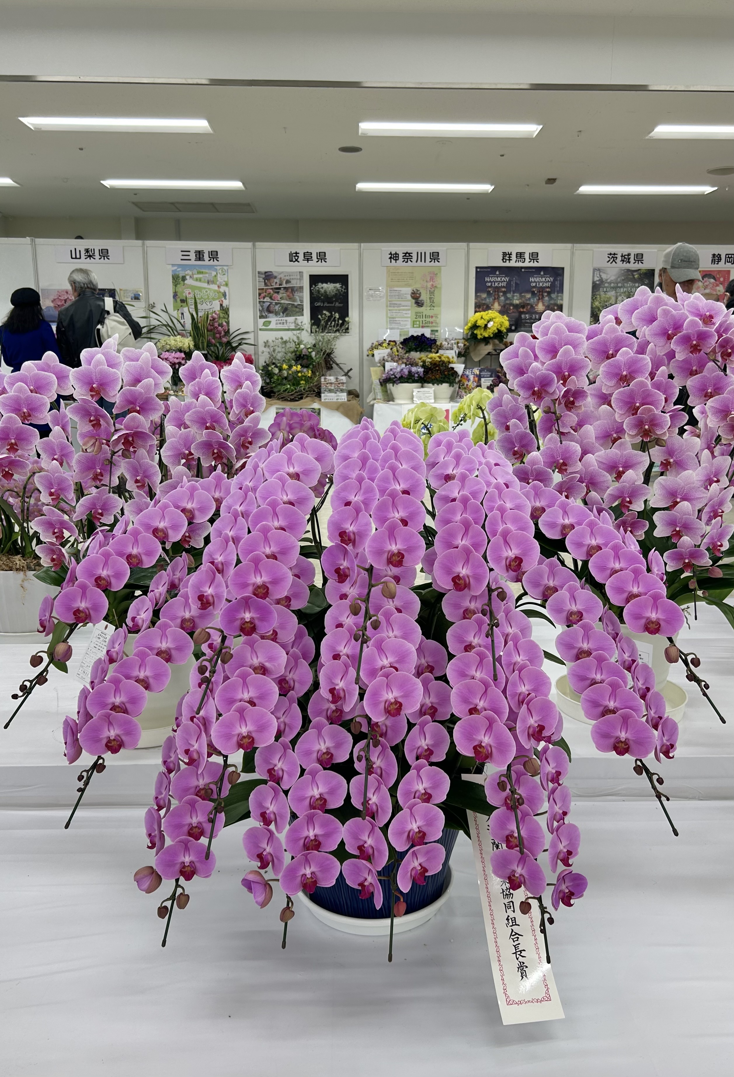銀賞 日本洋蘭農業協同組合長賞を受賞した胡蝶蘭 Ayu（アユ）