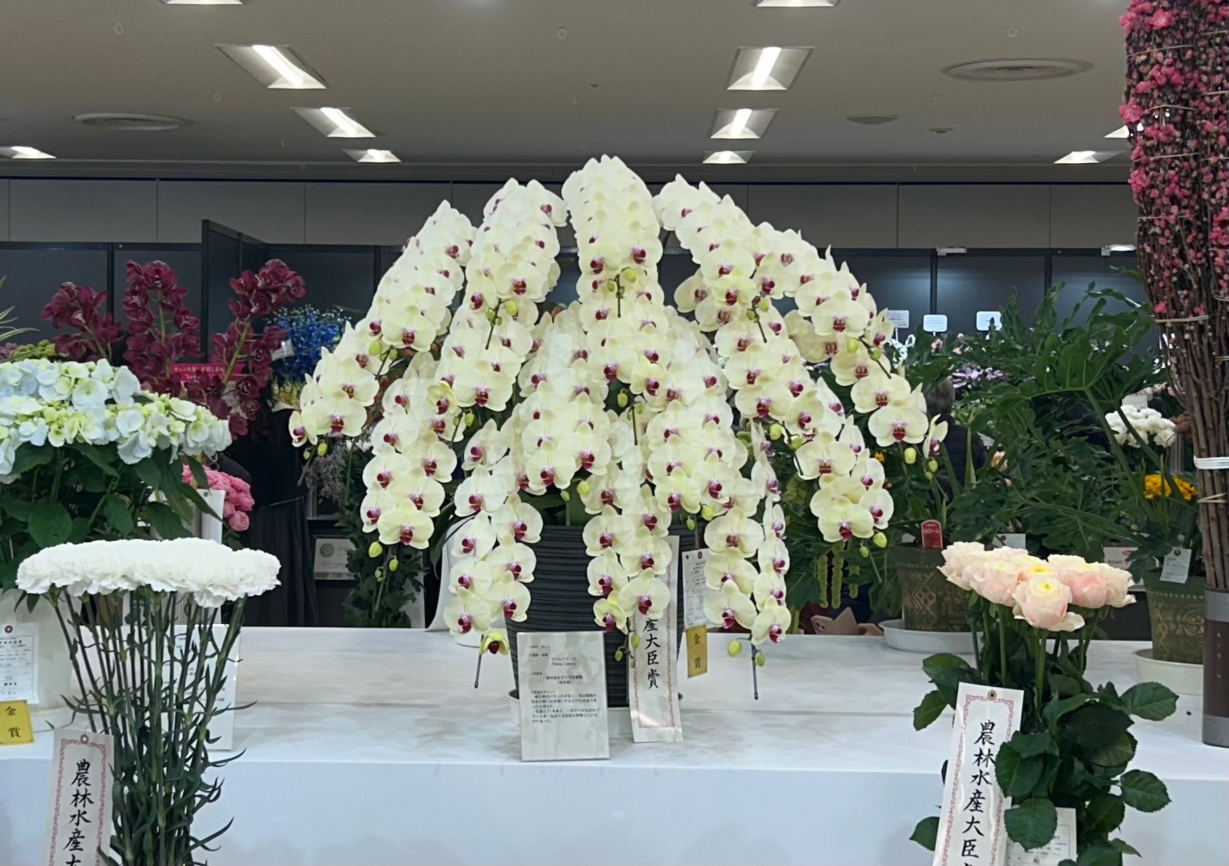 農林水産大臣賞（最優秀賞・第1位）を受賞した胡蝶蘭 Honey Lemon