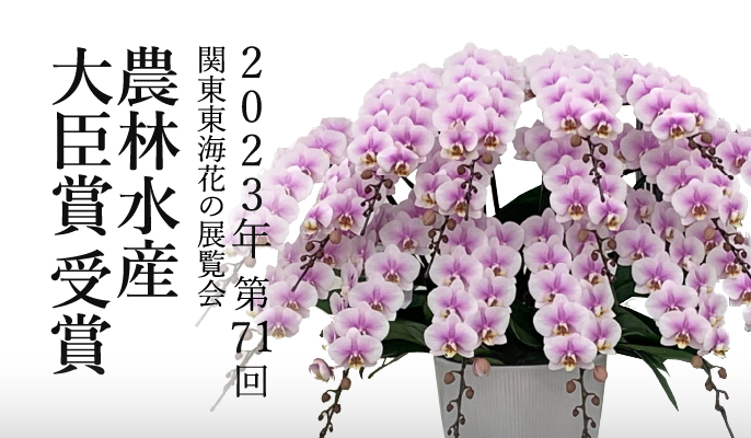 2023年関東東海花の展覧会農林水産大臣賞胡蝶蘭ミディ胡蝶蘭ルーパン