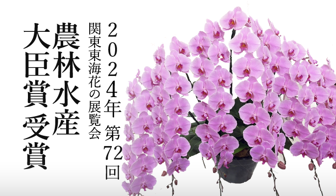 2024年関東東海花の展覧会農林水産大臣賞大輪胡蝶蘭キャサリン