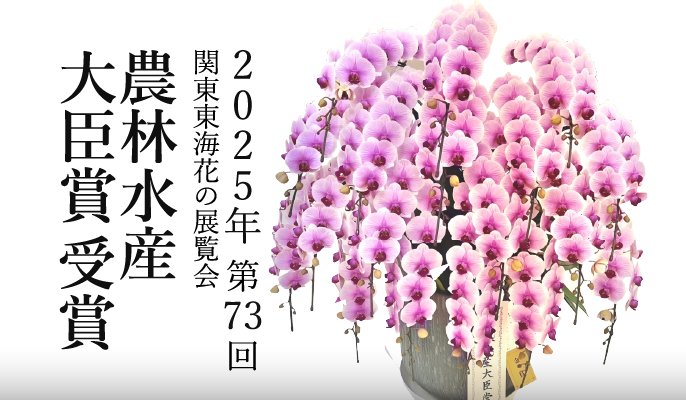 2025年関東東海花の展覧会農林水産大臣賞ミディ胡蝶蘭アポロ