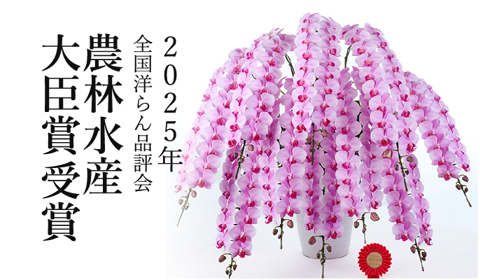 2025年全国洋らん品評会農林水産大臣賞ミディ胡蝶蘭ロゼリア
