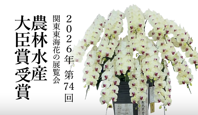 2026年関東東海花の展覧会農林水産大臣賞ミディ胡蝶蘭ハニーレモン