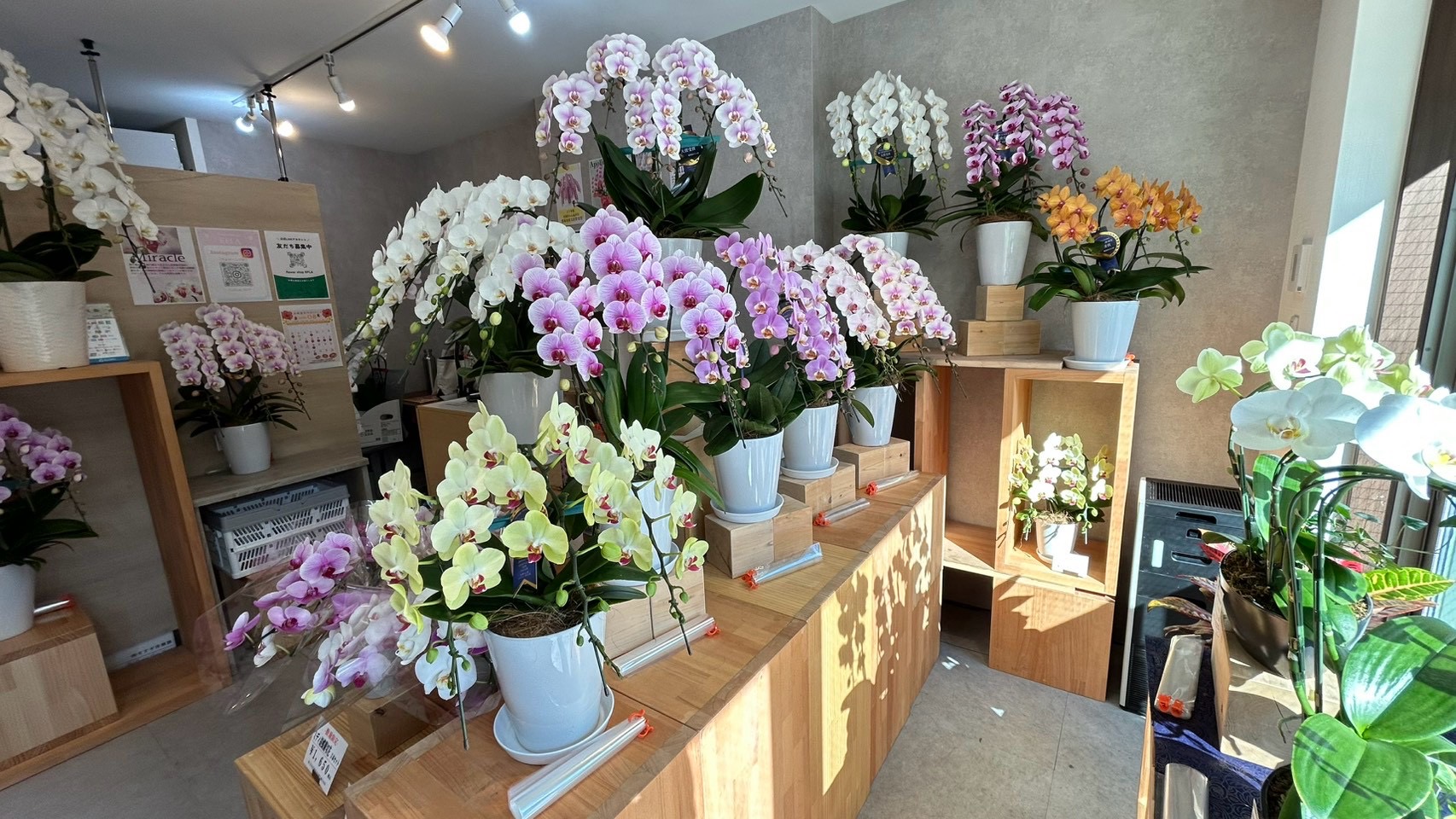 胡蝶蘭専門店EFLA御茶ノ水店の店内の様子