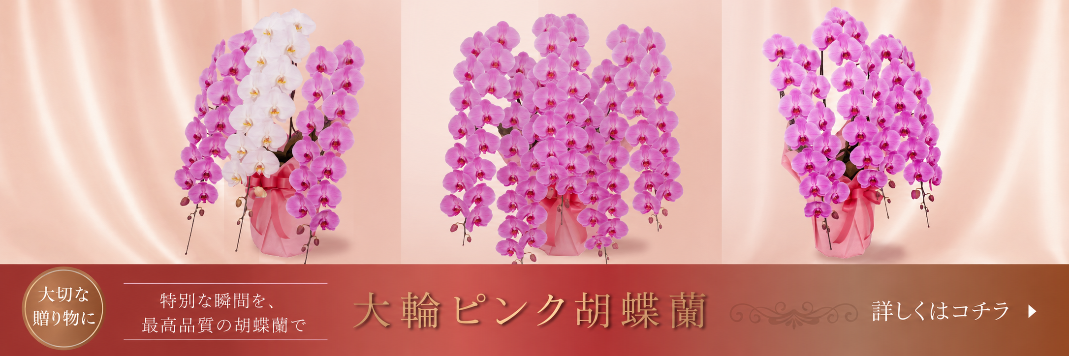 豪華な大輪ピンク胡蝶蘭 開店祝い向け 産地直送