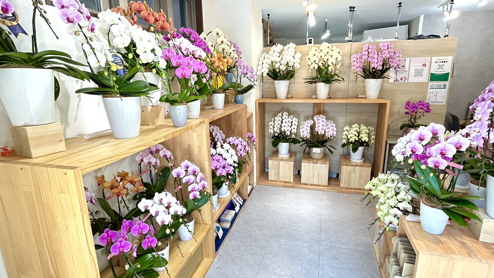 御茶ノ水の花屋EFLA 店内の胡蝶蘭販売風景 母の日ギフト対応