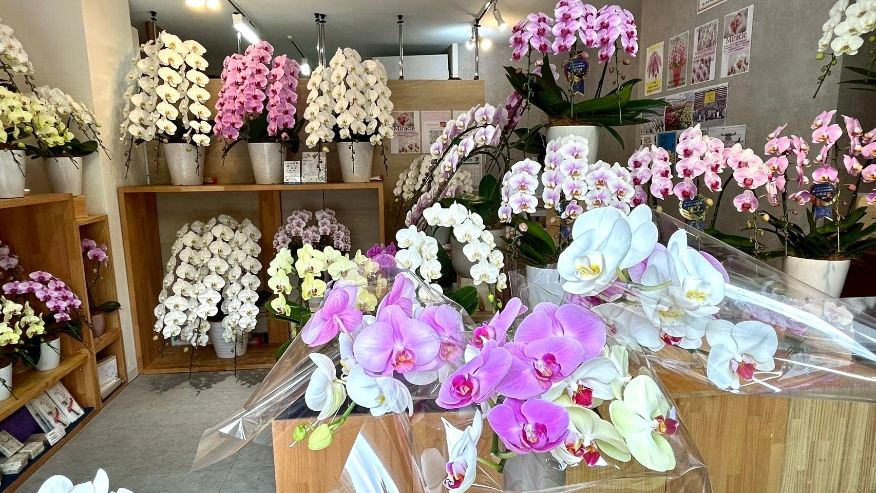 御茶ノ水の花屋EFLA 店内で確認できる法人向け胡蝶蘭ギフト