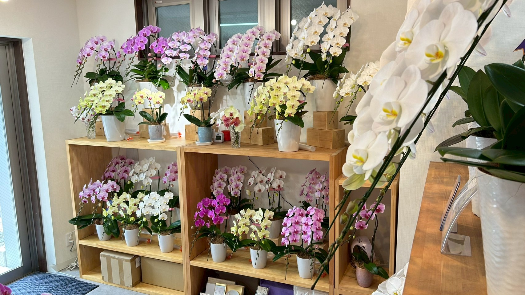 株主総会や就任祝い向け胡蝶蘭を展示するEFLAお茶の水店 店内