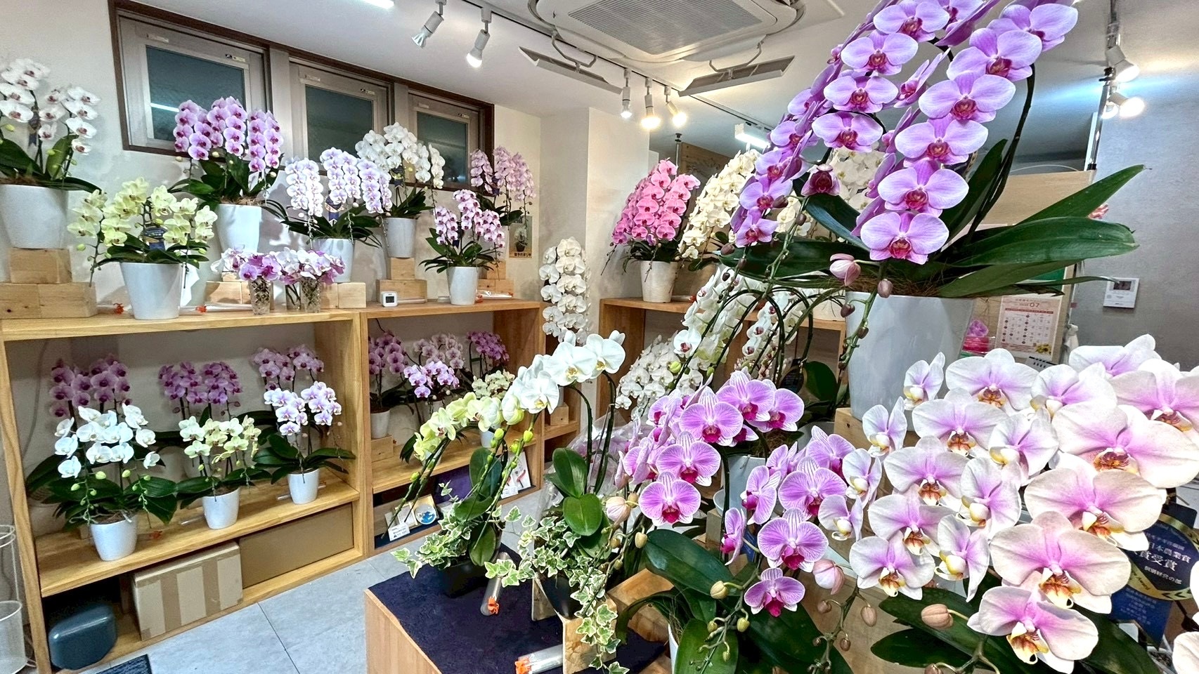 お盆のお供え胡蝶蘭を展示する東京都文京区の胡蝶蘭専門店EFLAお茶の水店