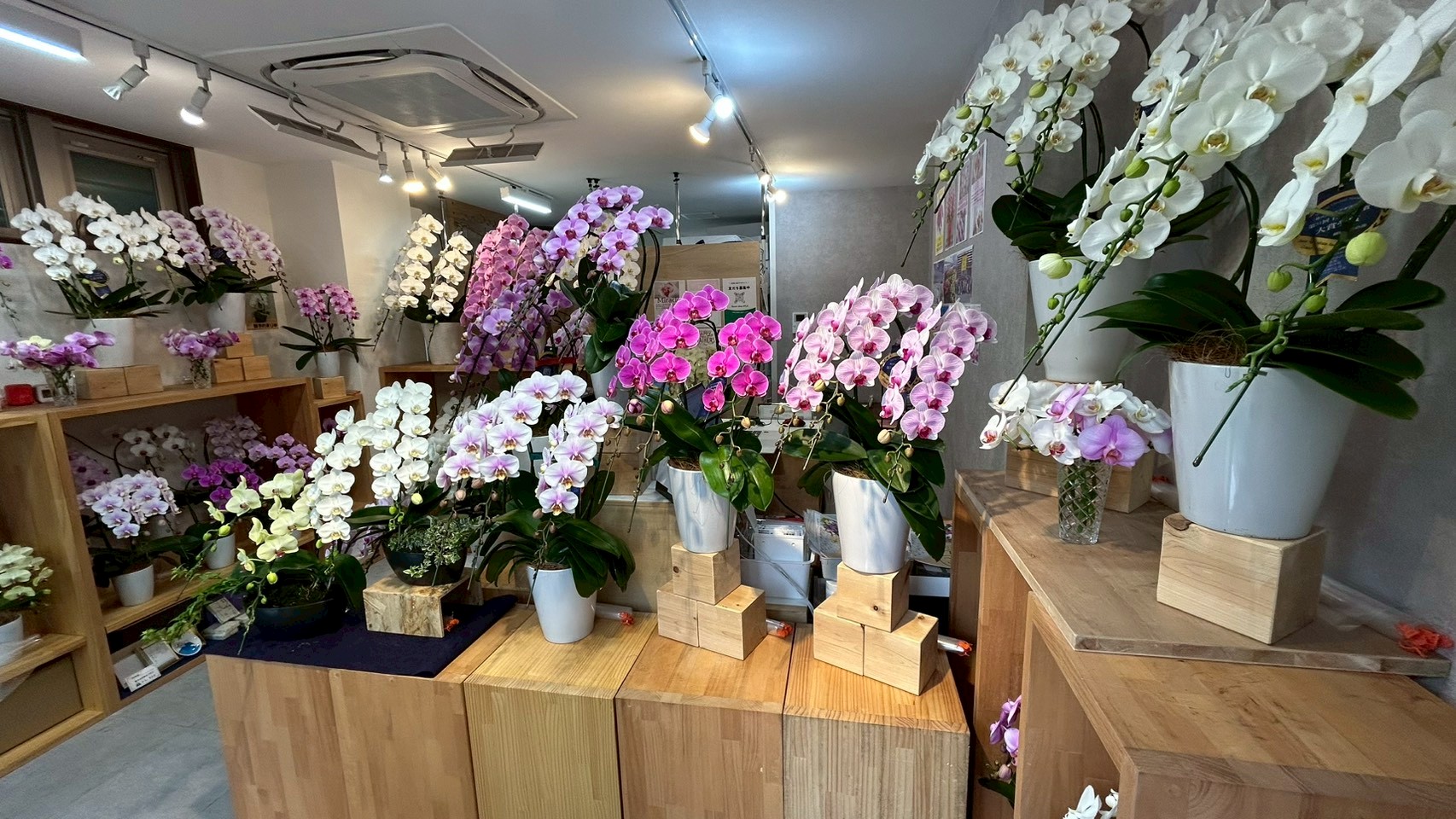 大輪胡蝶蘭を展示する御茶ノ水の胡蝶蘭専門店EFLA店内