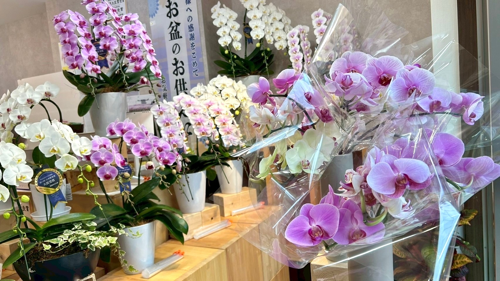 お供え用のミディ胡蝶蘭を用意する御茶ノ水の胡蝶蘭専門店EFLA店内