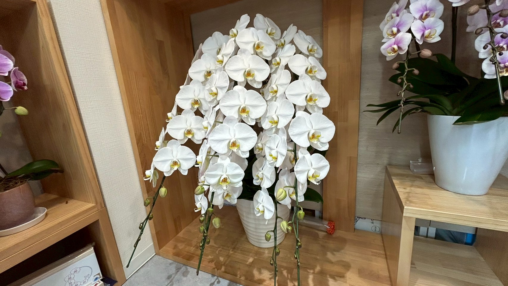 株主総会 昇進祝い 役員就任祝い 法人ギフト向け大輪白胡蝶蘭 EFLAお茶の水店