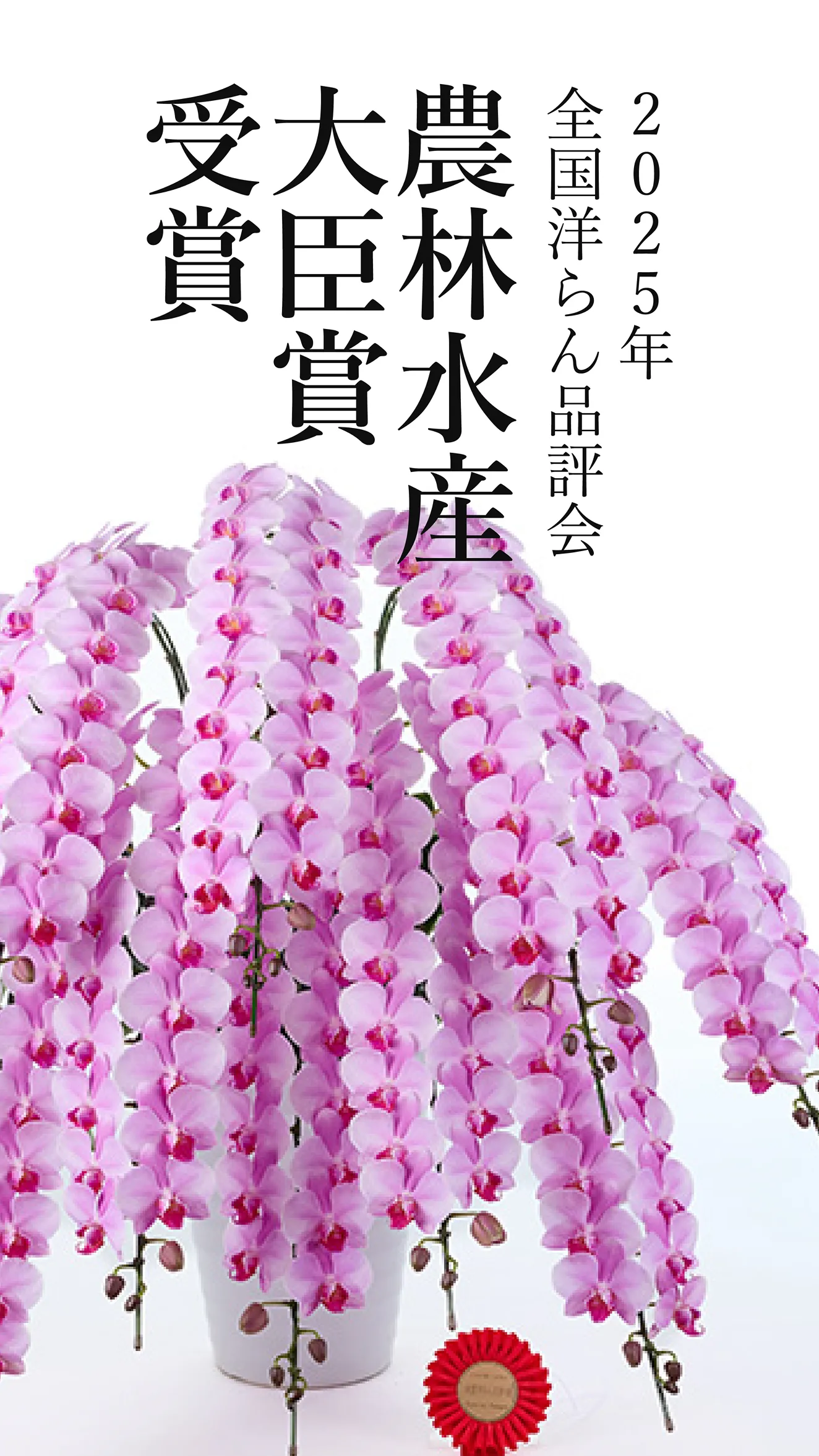 農林水産大臣賞受賞農園の胡蝶蘭