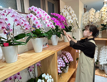胡蝶蘭専門店エフラ店内１