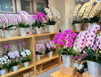 胡蝶蘭専門店エフラ店内