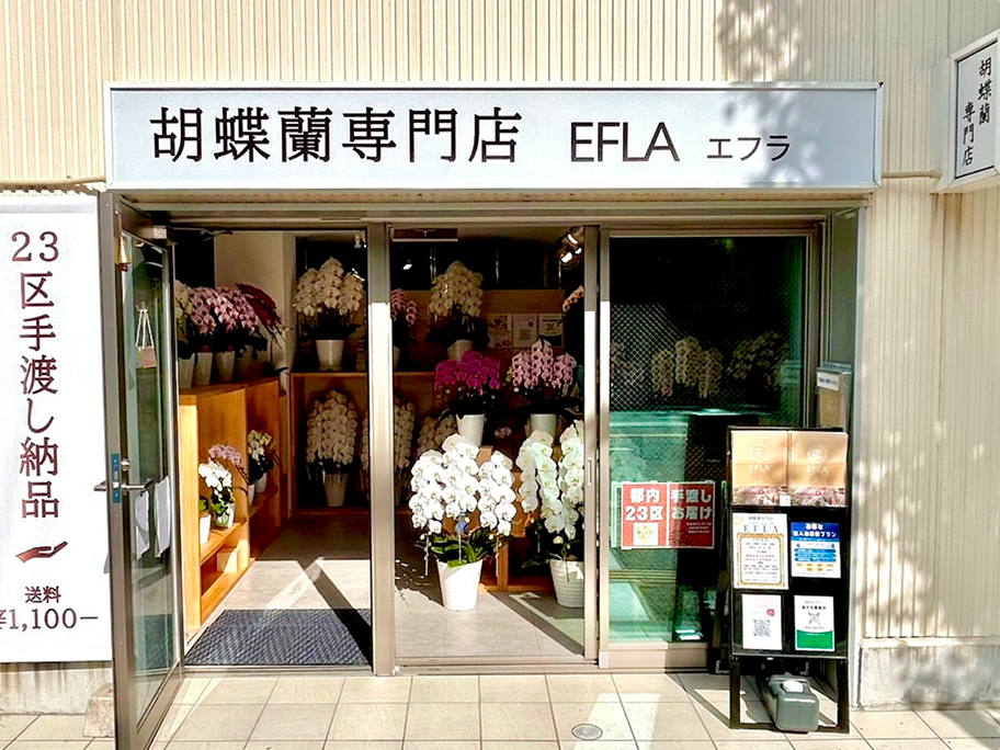 胡蝶蘭専門店エフラお茶の水店