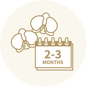 胡蝶蘭の輪数 実数保証｜贈答でも安心