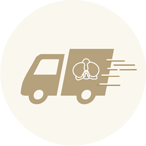 胡蝶蘭の即日発送｜東京23区は12時までのご注文で当日発送