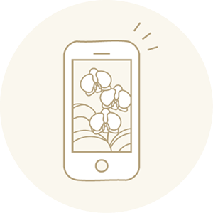 胡蝶蘭の写真送付サービス｜発送前に確認