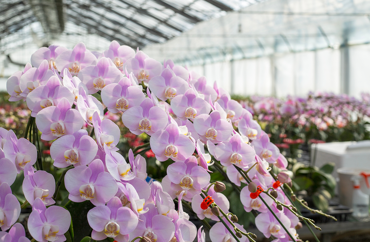 胡蝶蘭の輪数保証｜大輪・ミディ対応