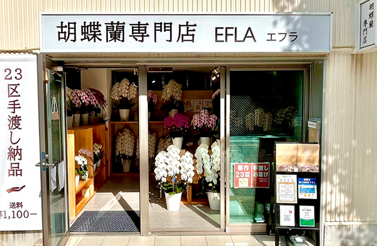 胡蝶蘭の全国配送と東京23区 即日発送（12時まで）