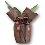 ミディ胡蝶蘭用ラッピングチョコレート