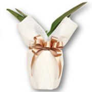 ミディ胡蝶蘭用ラッピング　モカ