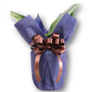 ミディ胡蝶蘭用ラッピングプルーン