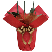 大輪胡蝶蘭用ラッピング 赤金