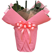 大輪胡蝶蘭用ラッピング ピンク