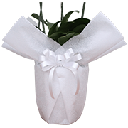 大輪胡蝶蘭用ラッピング ホワイト