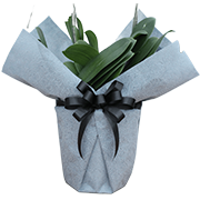 大輪胡蝶蘭用ラッピング グレー