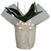 大輪胡蝶蘭用ラッピング クリーム