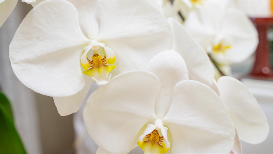 なぜ周年祝いに「胡蝶蘭」が選ばれるのか？