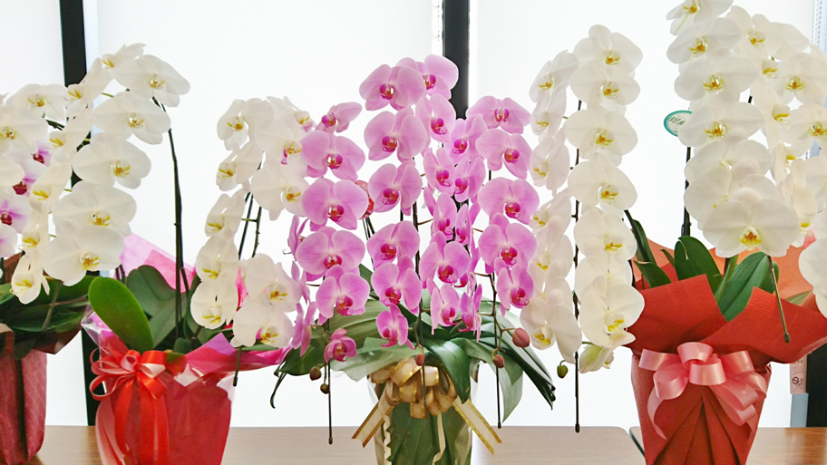失敗しない！周年祝いの胡蝶蘭の選び方 4つのポイント