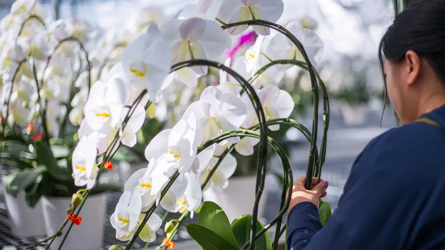 胡蝶蘭を贈るベストタイミングと手配の注意点