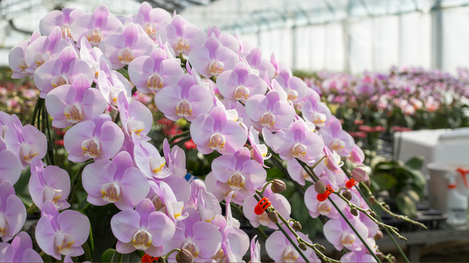 周年祝い・創立記念日に贈る胡蝶蘭。失敗しない相場と完璧な立札マナーを徹底解説