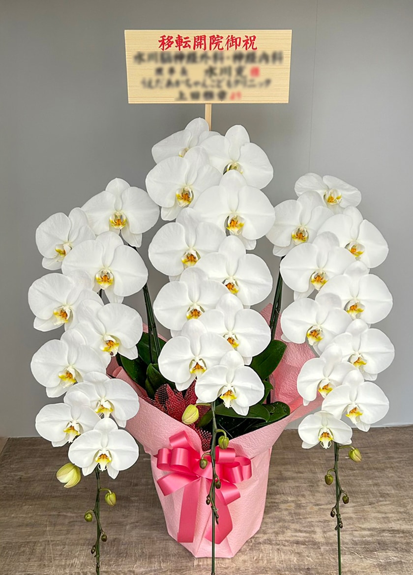 移転開院祝いで納品した大輪白胡蝶蘭３本立４２輪｜企業向け胡蝶蘭　実績