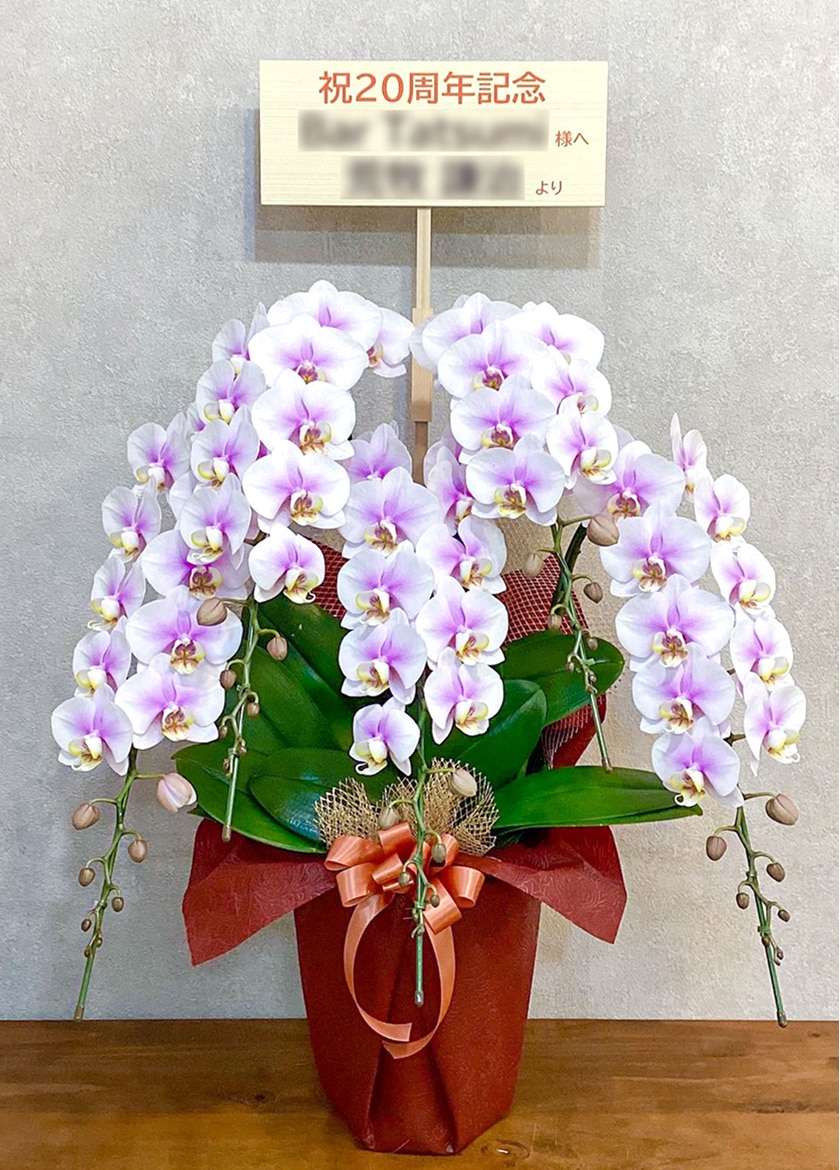 周年祝いで納品したミディ胡蝶蘭ルーパン　ピンク5本立55輪｜贈答用胡蝶蘭専門店EFLA